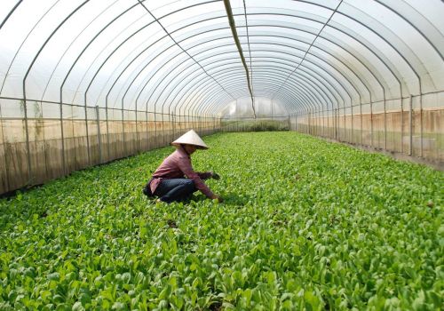 Có những biện pháp nào để quản lý sâu và dịch hại trong sản xuất rau hữu cơ?