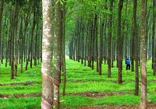 Phòng trừ sâu bệnh hại trên cây lâm nghiệp như thế nào?